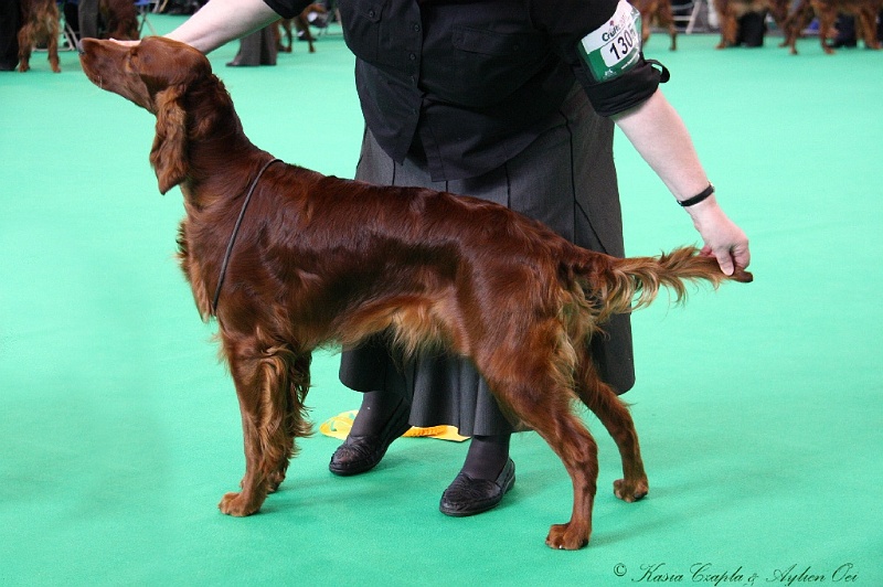 Crufts2011 225.jpg